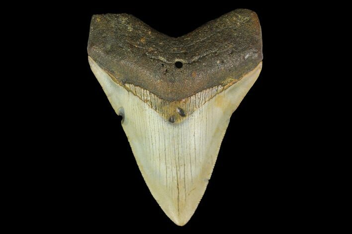 3.44" Fossil Megalodon Tooth - North Carolina